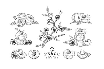 Vector Sketch Peach decorative set. Hand Drawn Botanical Illustrations. Black and white with line art isolated on white backgrounds. Fruits drawings. Retro style elements.