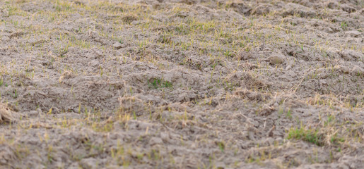 background of green grass