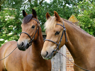 Two New Forest Ponies