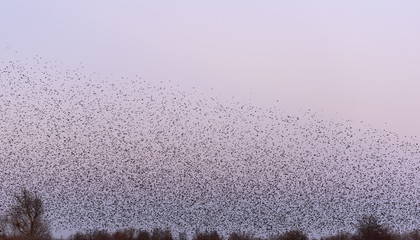 abstract  background with many birds