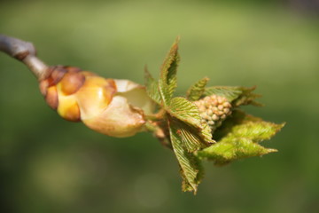 Horse chestnut spring leaves bud blooming