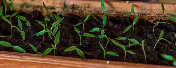 young plants in the garden