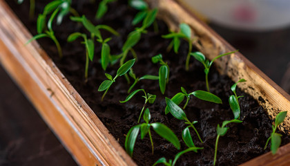 green tea leaves on wooden background
