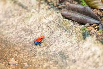 blue jeans dart frog in Costa Rica