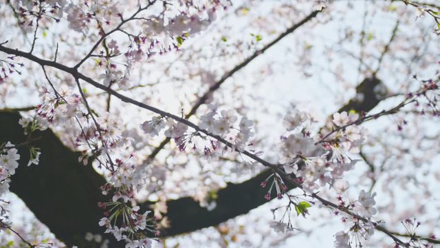 桜 スロー 4K 