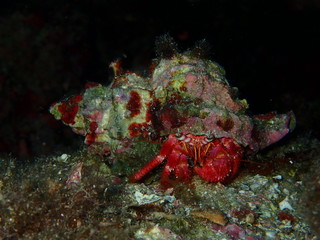 Paguro nel mar Mediterraneo