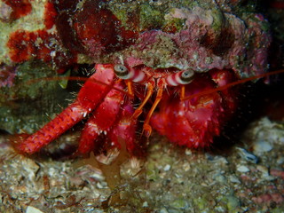 Paguro nel mar Mediterraneo