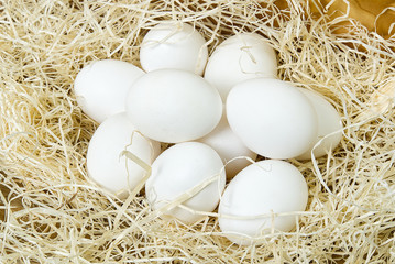 Chiken white eggs close up. farm chicken ecologic eggs