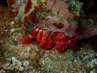 Paguro nel mar Mediterraneo