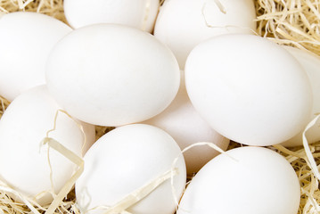Chiken white eggs close up. farm chicken ecologic eggs