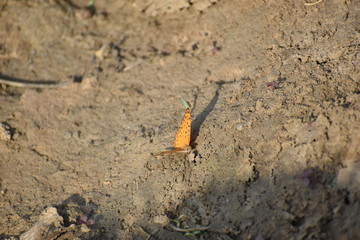 orange butterfly sitting on a mud in a ground