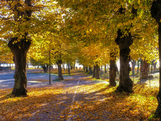Naklejka premium autumn in the park