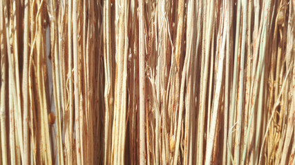 Broom texture, sorghum stems closeup, texture background.