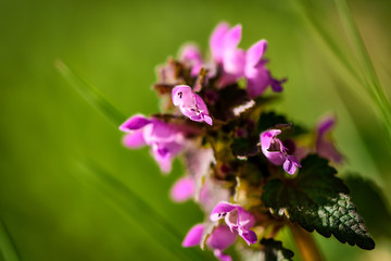 Flowered Lamium purpureum. Lamium purpureum, known as red dead-nettle