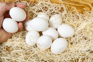 Nest with white eggs. mens hand collect chicken eggs from nest