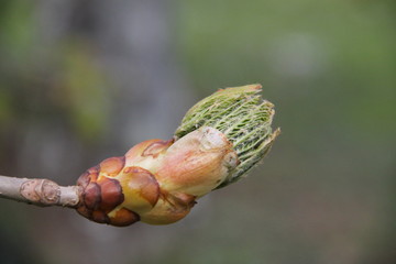 Horse chestnut spring leaves bud blooming
