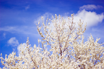 Single blossoming tree in spring.