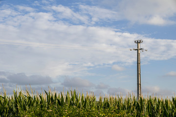 The lone electricity pole in the corn fields