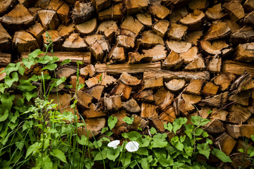 Wood trunks in harmonious pile