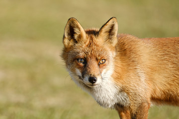 Obraz na płótnie Canvas A magnificent wild Red Fox, the fox looks straight into the camera, headshot