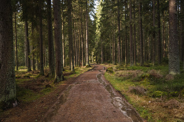 Fototapeta na wymiar Path in the woods of czech National park Sumava in south Bohemia. When green nature is in front of the traveler during hiking. 