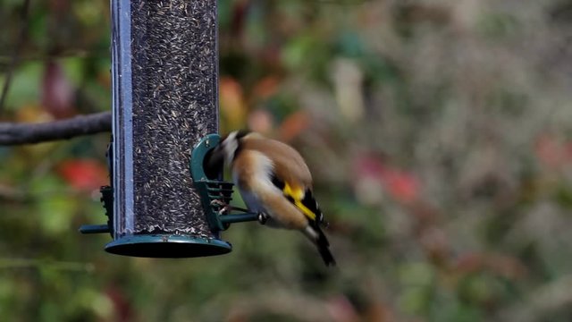 Goldfinch,  Carduelis carduelis, on hanging feeder. UK