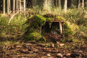 Little natural house made by children to play with in the forest. Great for the forest schooling or just spending time in nature with kids. Only materials found in nature. 