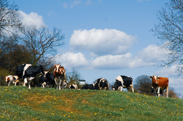 Vache laiti&egrave;re
