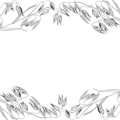 Fototapeta na wymiar Floral vector background with oats and place for text on white. Perfect for greeting cards and invitations or an element for your design. Black and white.
