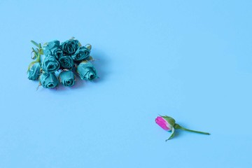 Flowers on a colored background. Flat lay