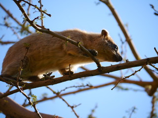 single rock hyrax (Procavia capensis) sitting on a tree at Ein Gedi National Park, Dead Sea, Israel