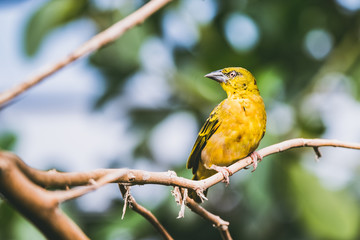Tisserin gendarme, oiseau jaune de la famille des passereaux