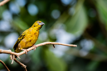 Obraz premium Tisserin gendarme, oiseau jaune de la famille des passereaux