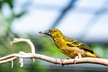 Tisserin gendarme, oiseau jaune de la famille des passereaux