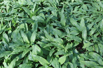 Naklejka premium wilder Bärlauch im Wald