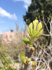 Fig branch