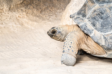 Portrait d'une tortue géante des Galapagos