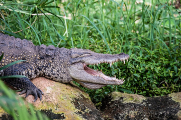 Crocodile du Nil avec la gueule ouverte