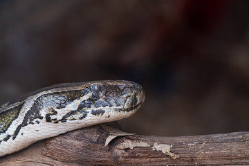 Portrait d'un serpent python royal