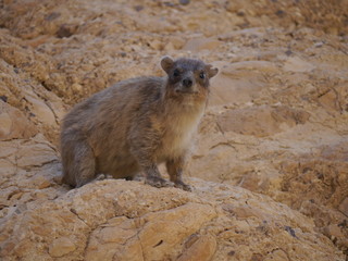 single rock hyrax (Procavia capensis) sitting on a rock at Ein Gedi National Park, Dead Sea, Israel