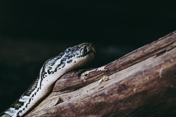 Portrait d'un serpent python royal