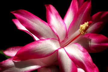 schlumberger bud opening in water drops close up