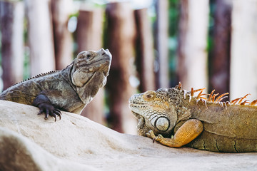 Iguane aux couleurs intenses couché sur un rocher
