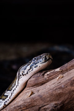 Portrait d'un serpent python royal