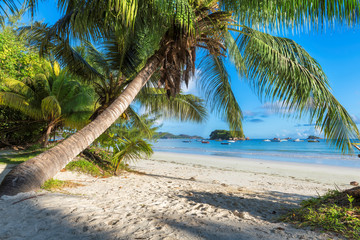 Beautiful beach with palms and turquoise sea in Praslin island, Seychelles.