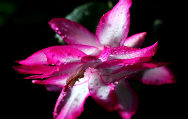 schlumberger bud opening in water drops close up