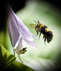 Honey Bee in Flight