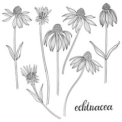 Echinacea.Sketch.Hand drawn outline vector illustration, isolated floral elements for design on white background.