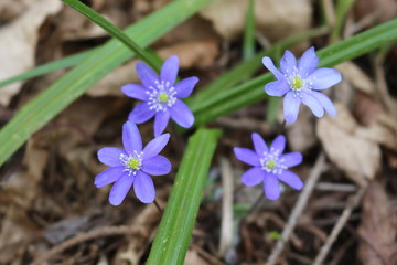 Blue liverwort bloomed in the spring forest