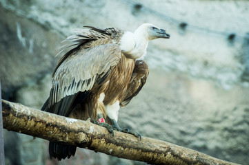 bird of prey